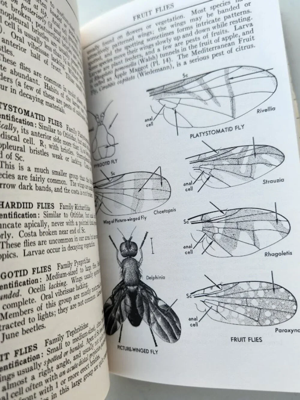 Peterson Field Guide Insects of America North of Mexico Vintage Book Entomology